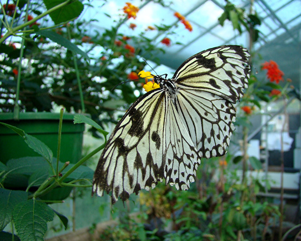 paper kite